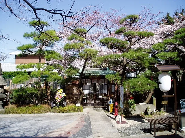 宝善院の桜